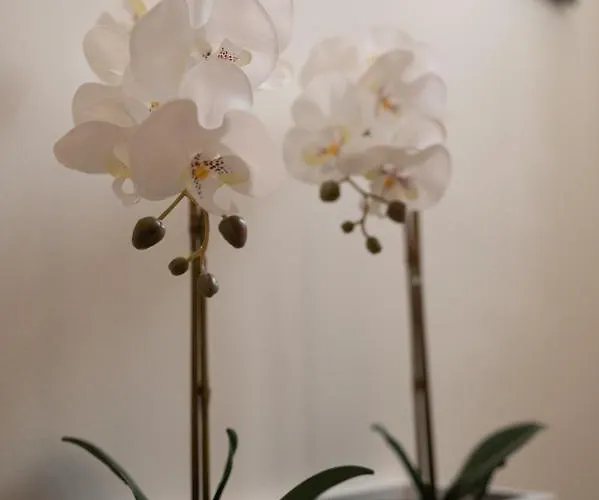 Casa Blue Dove Apartament Chania (Crete)